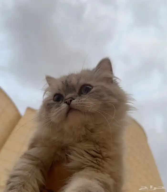 قطة شرازي هملايا للتبني في الرياض (حي العارض) 2