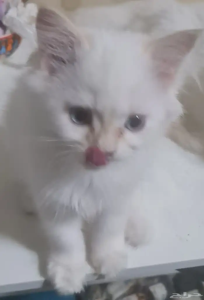 قطط شيرازي  هملايا 2