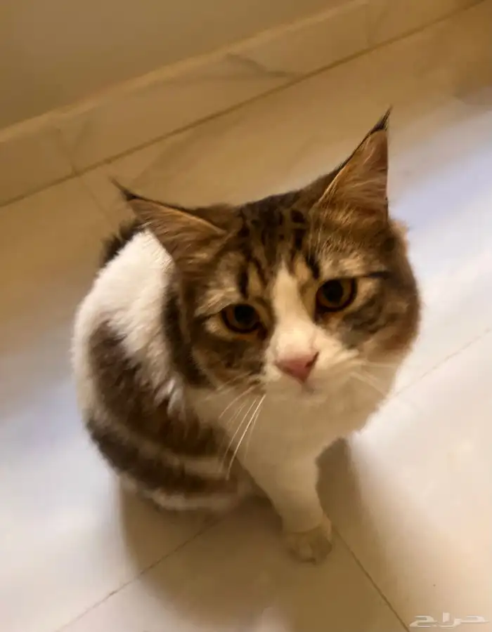 قطط للتبني (ذكور) 0