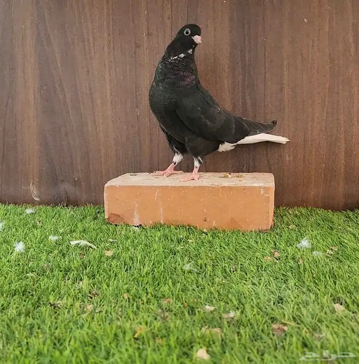 طبات قطيفي قندي 4