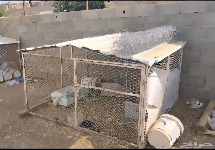 شبوك للبيع 0