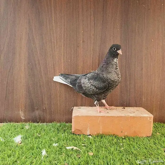 طبات قطيفي قندي 2