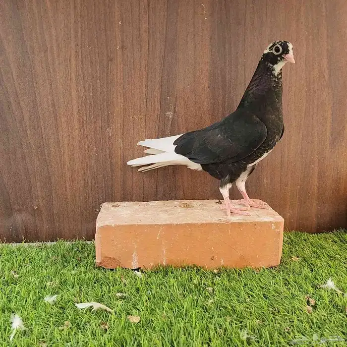 طبات قطيفي قندي 1