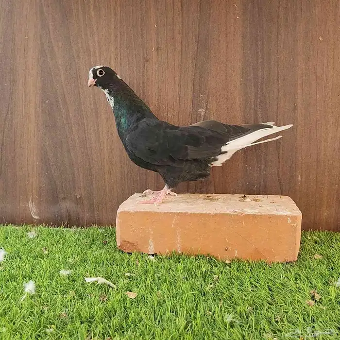 طبات قطيفي قندي 3