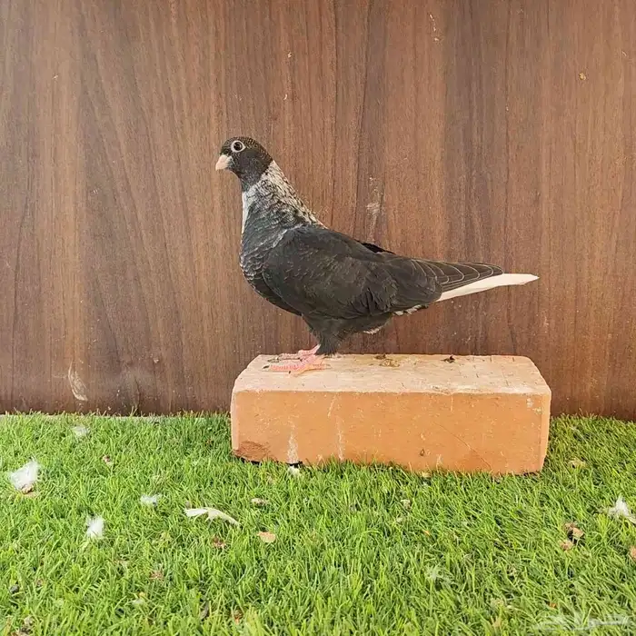 طبات قطيفي قندي 0