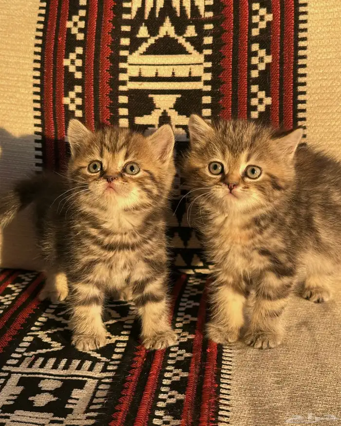 قطط سكوتش ستريت للبيع 0