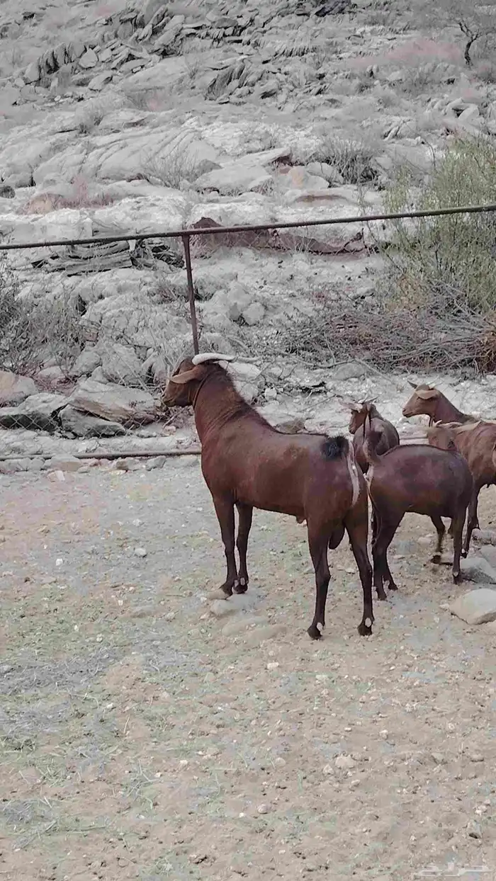 تيس فحل ادهم 2