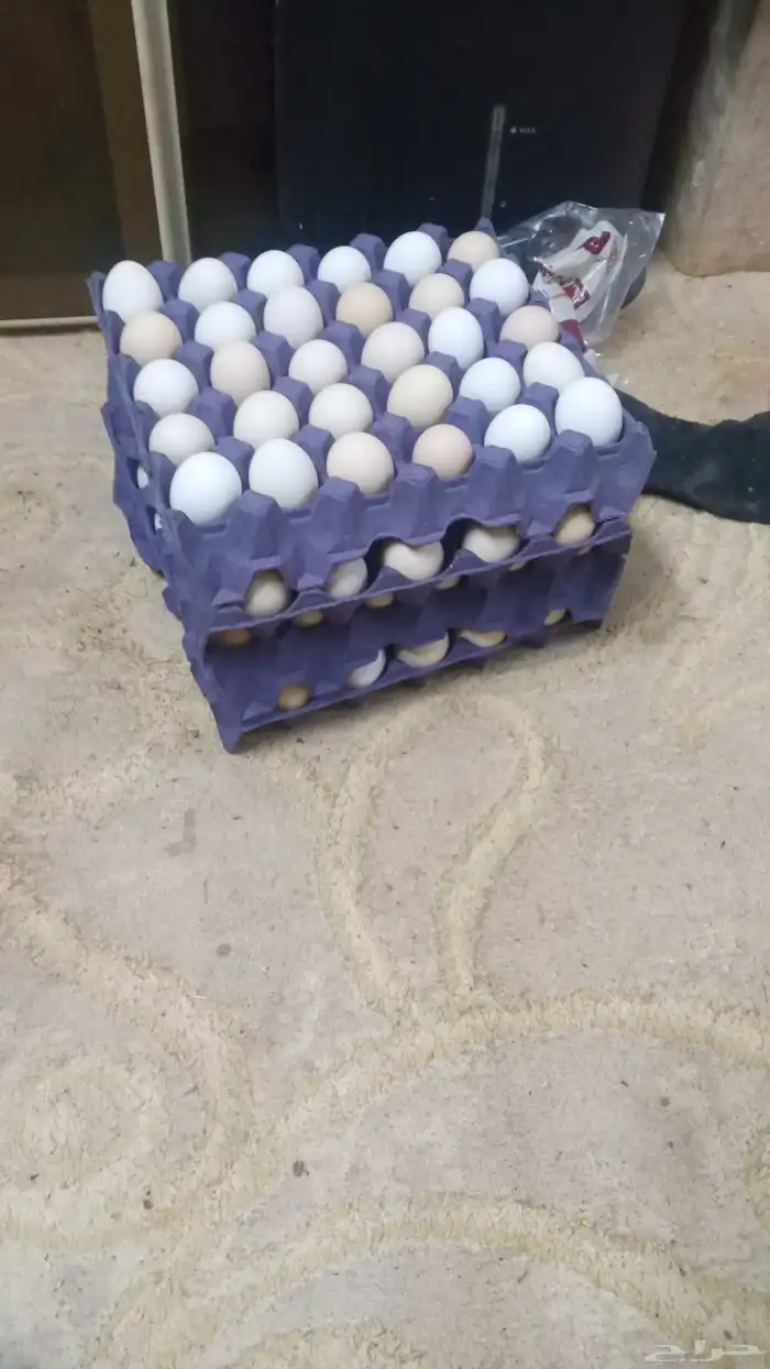 متوفر بيض بلدى للاكل فقط سعر الطبق 25 ريال سعر نهائ 1