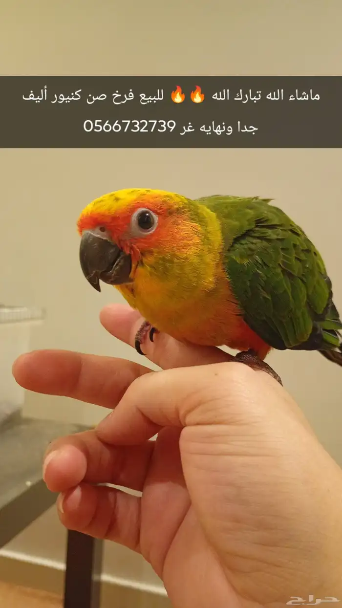 للبيع صن كنيور أليف جدا وهدد 1