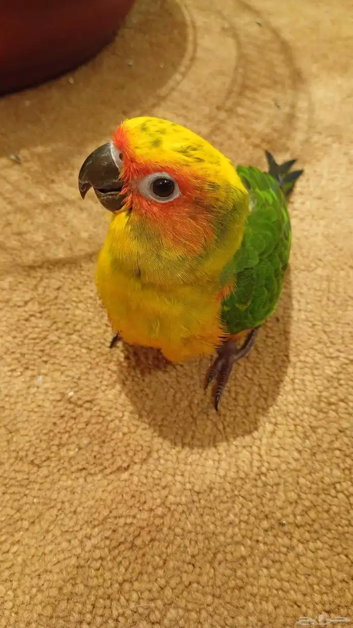 للبيع صن كنيور أليف جدا وهدد 2