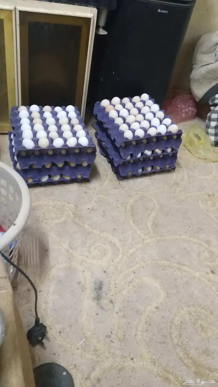 متوفر بيض بلدى للاكل فقط سعر الطبق 25 ريال سعر نهائ 0