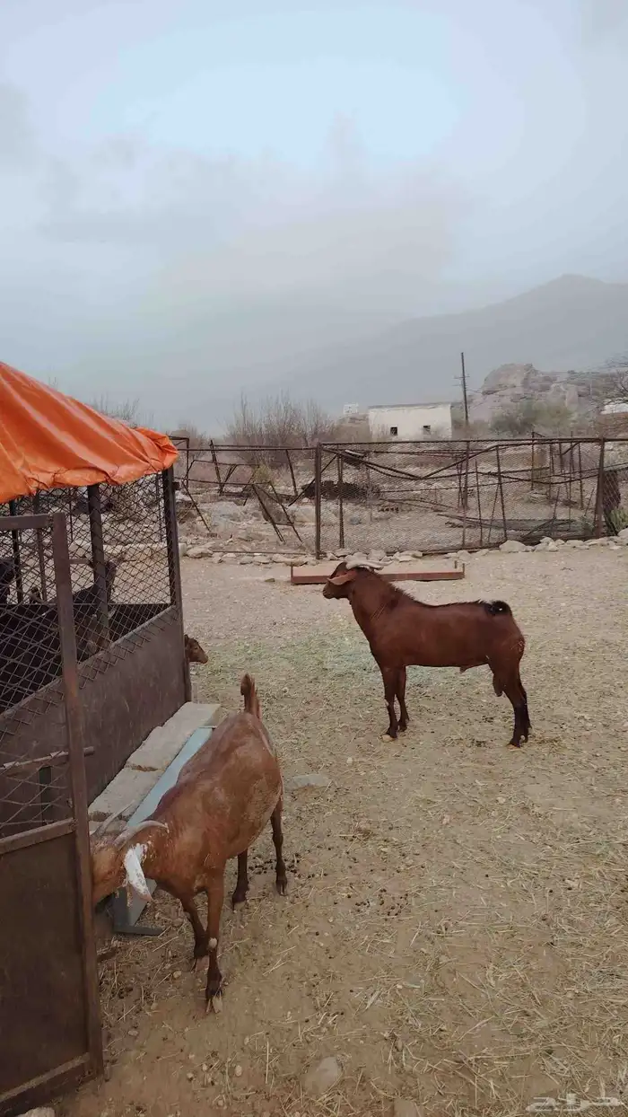 تيس فحل ادهم 0