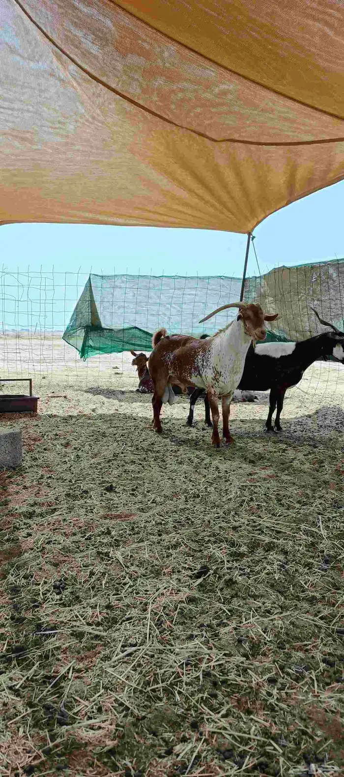 تيس محايلي... 4