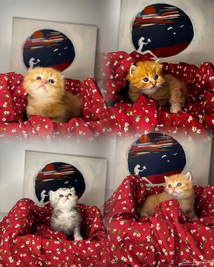 سكوتش فولد 0