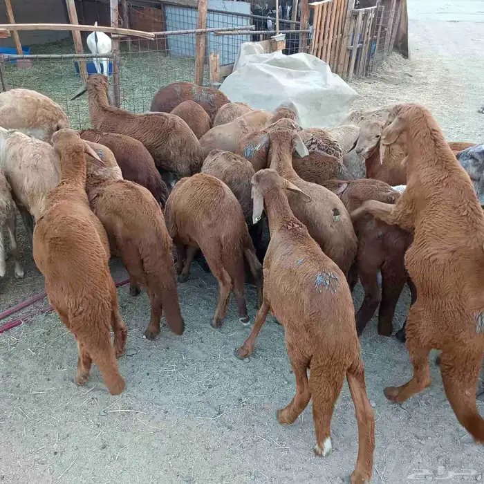 طليان سواكني مرابي 3 شهور ممتازة جدا 10