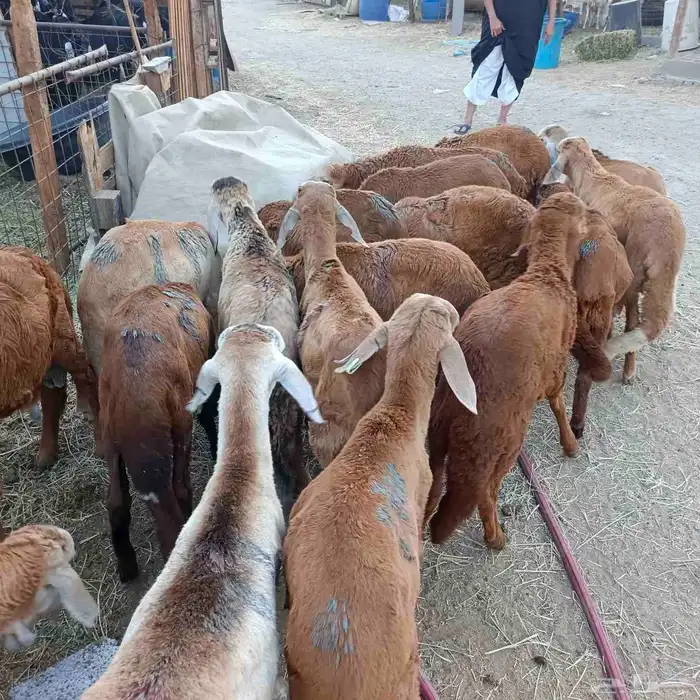 طليان سواكني مرابي 3 شهور ممتازة جدا 7