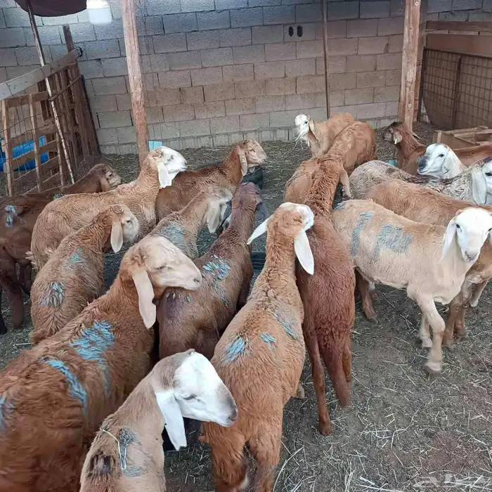 طليان سواكني مرابي 3 شهور ممتازة جدا 9