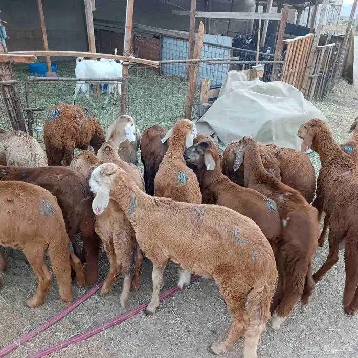 طليان سواكني مرابي 3 شهور ممتازة جدا 6