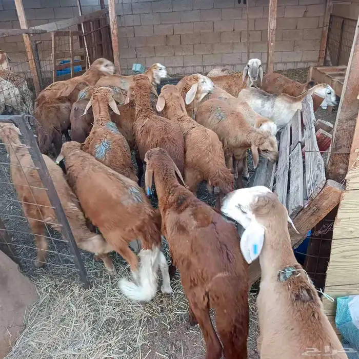 طليان سواكني مرابي 3 شهور ممتازة جدا 4