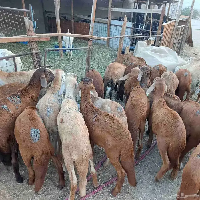 طليان سواكني مرابي 3 شهور ممتازة جدا 0