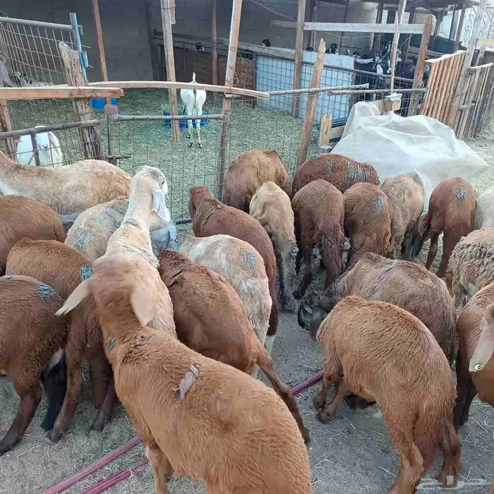 طليان سواكني مرابي 3 شهور ممتازة جدا 1