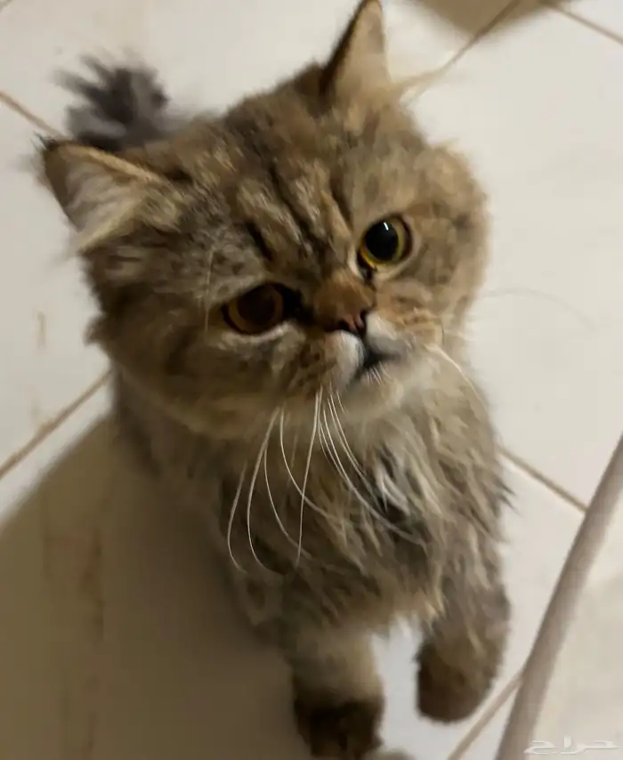 قط وجدته في حديقة الحمراء 0