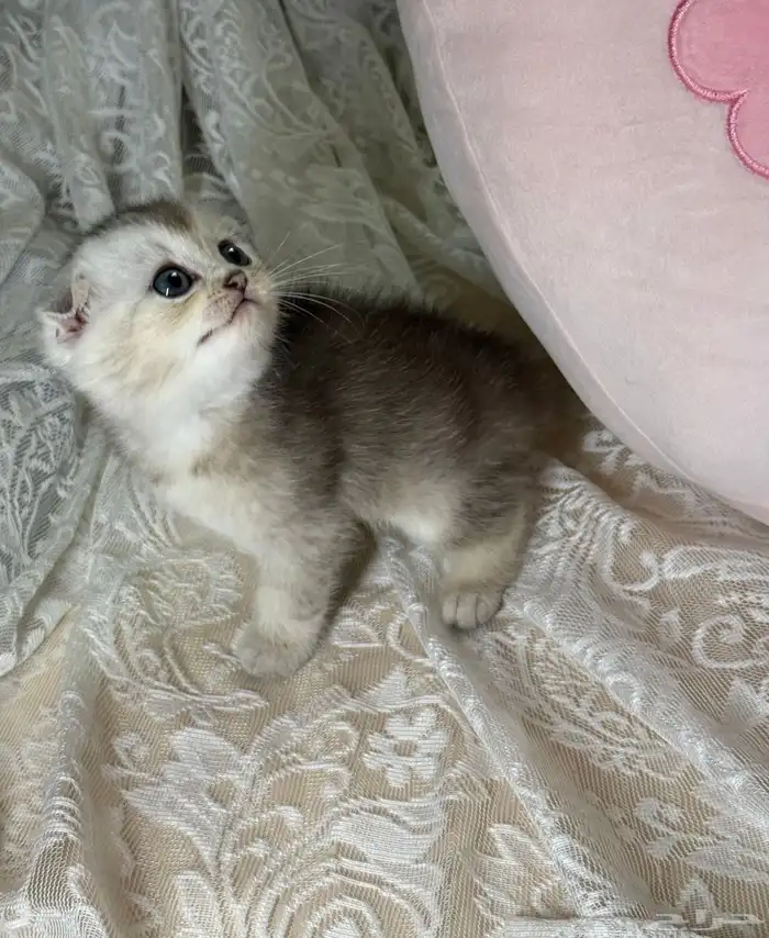 سكوتش فولد ذكر 0