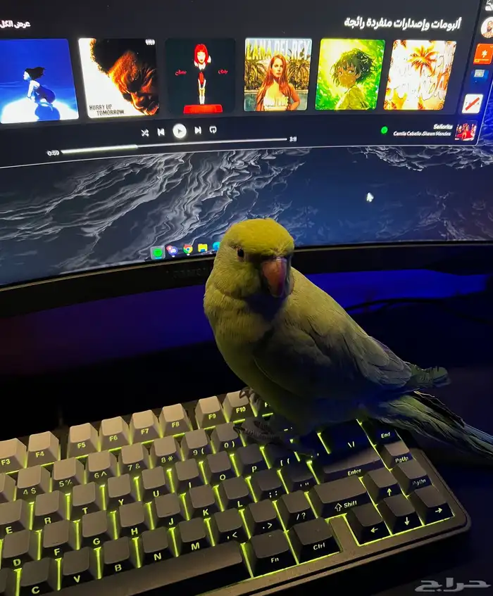 ببغاء دره 0
