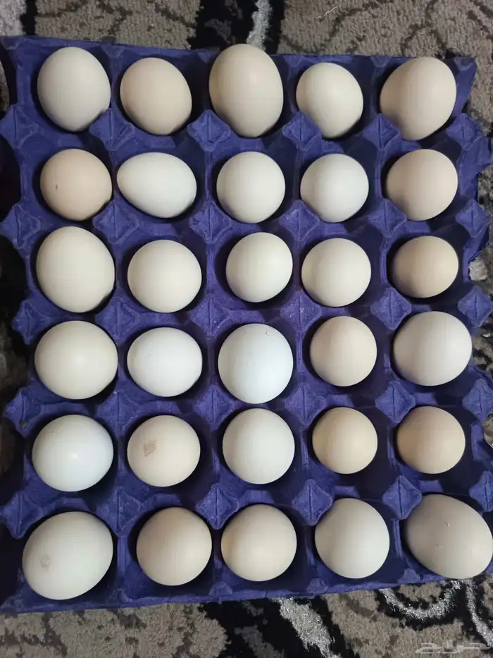 بيض بلدي طازج 0