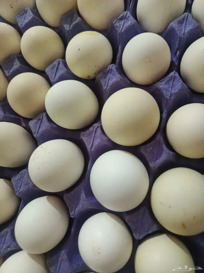 بيض مخصب فيومي 0