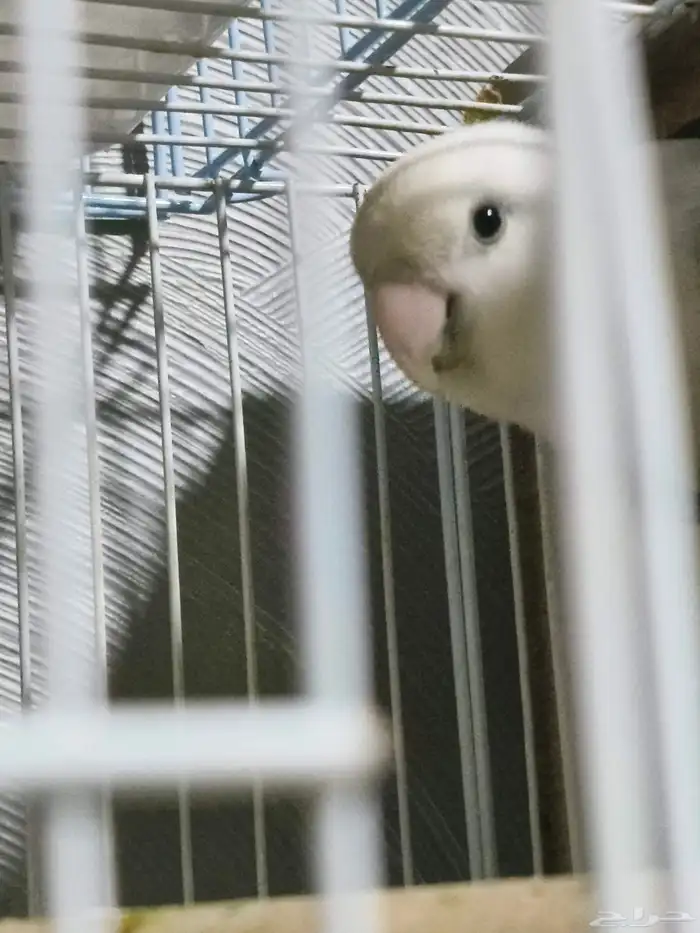 بغبغاء دره مع طيور روز 1