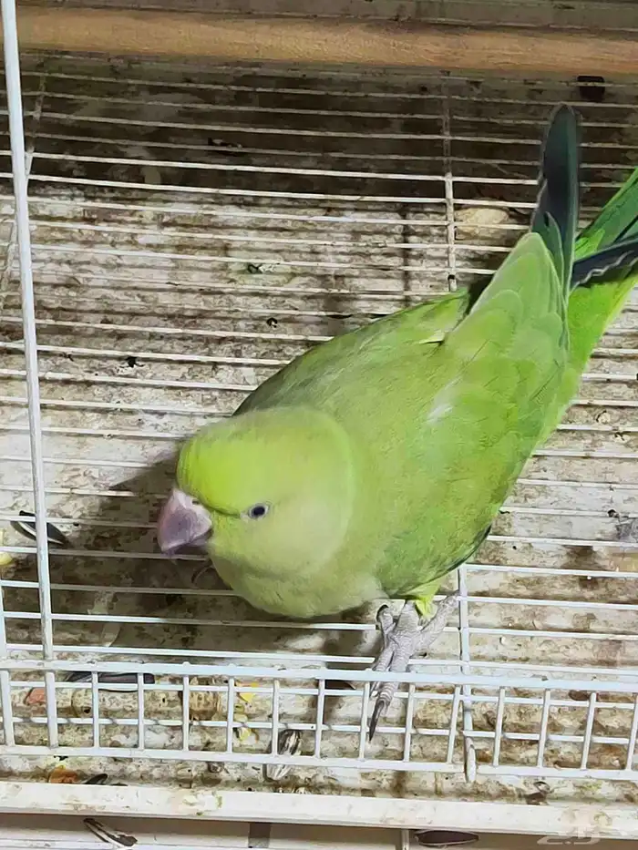 بغبغاء دره مع طيور روز 6