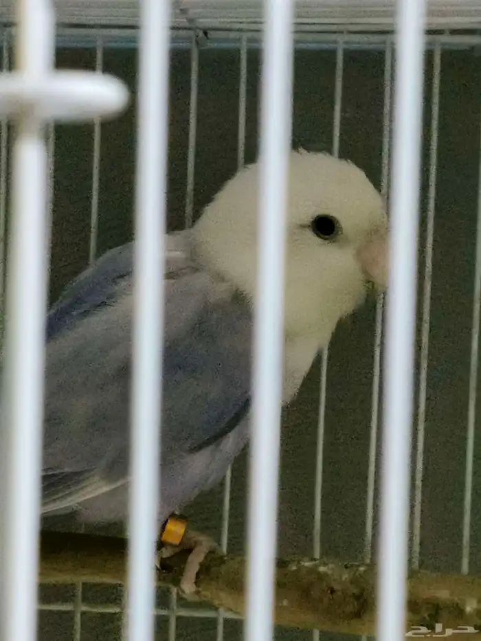 بغبغاء دره مع طيور روز 3