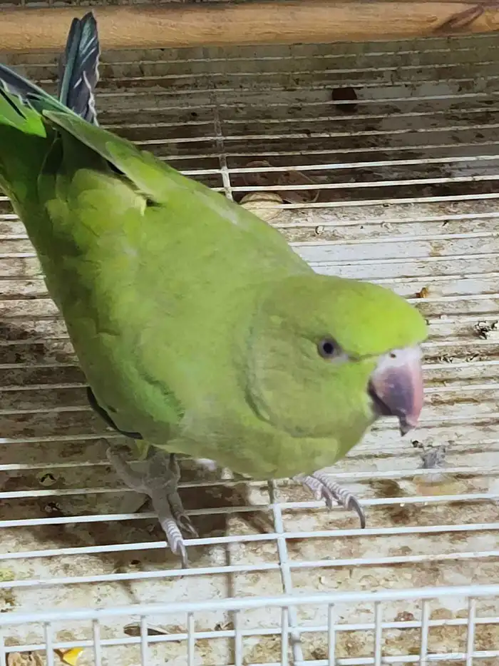 بغبغاء دره مع طيور روز 7