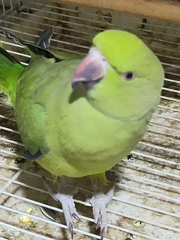 بغبغاء دره مع طيور روز 4