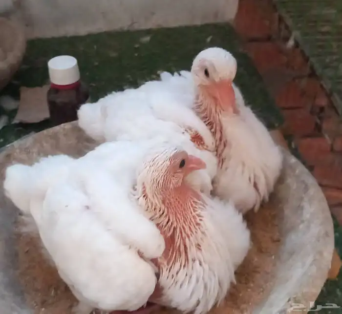 مهندس تربية حمام لاحم فرنسى ودواجن خبرة 4