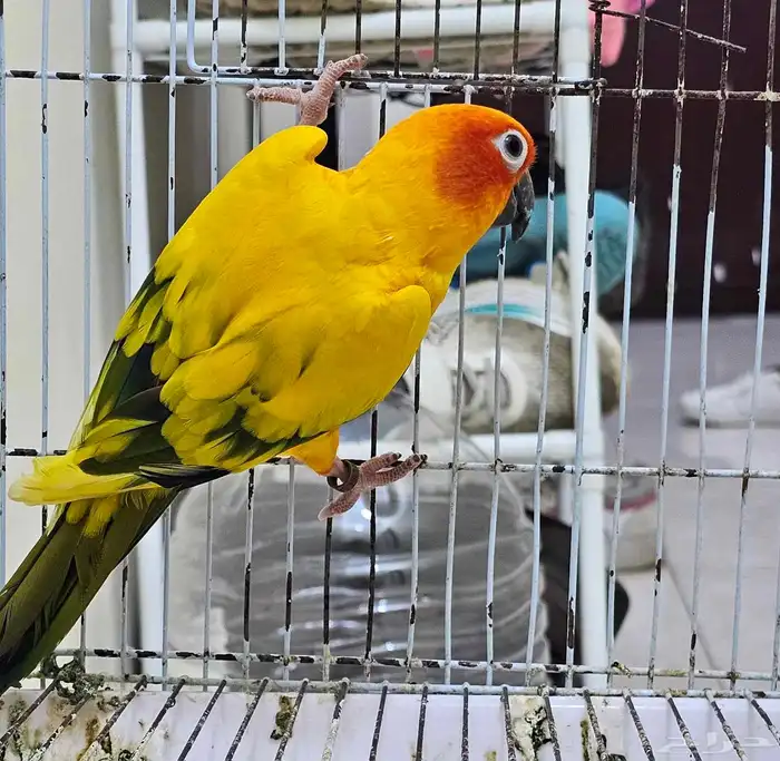 ذكر صن كنيور 1