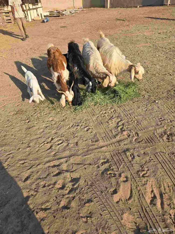 غنم معزا مصرية يتبعها بهم 2