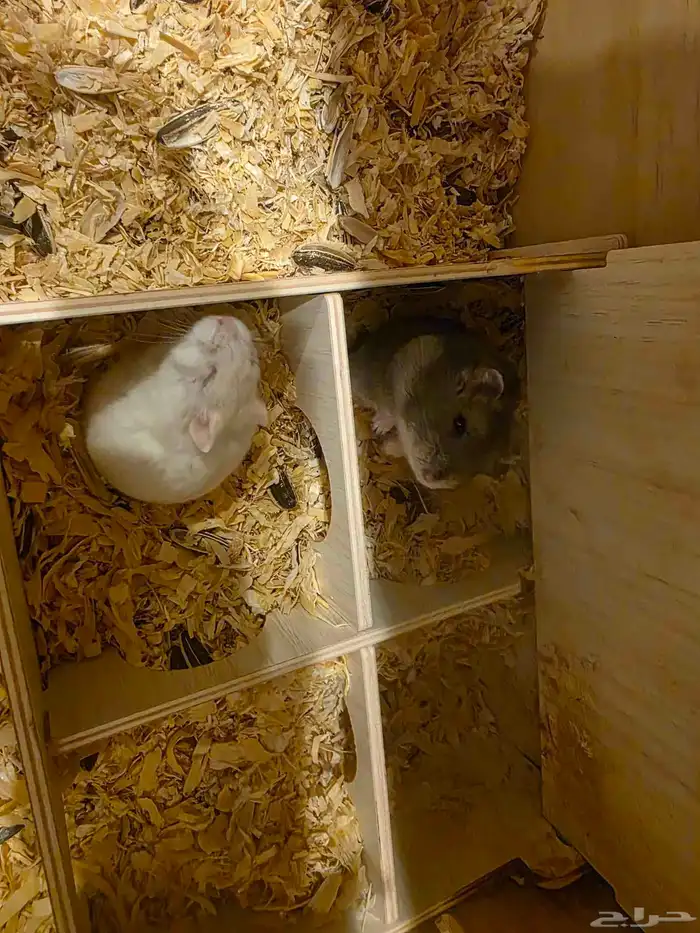 هامسترين ونتر وايت 0