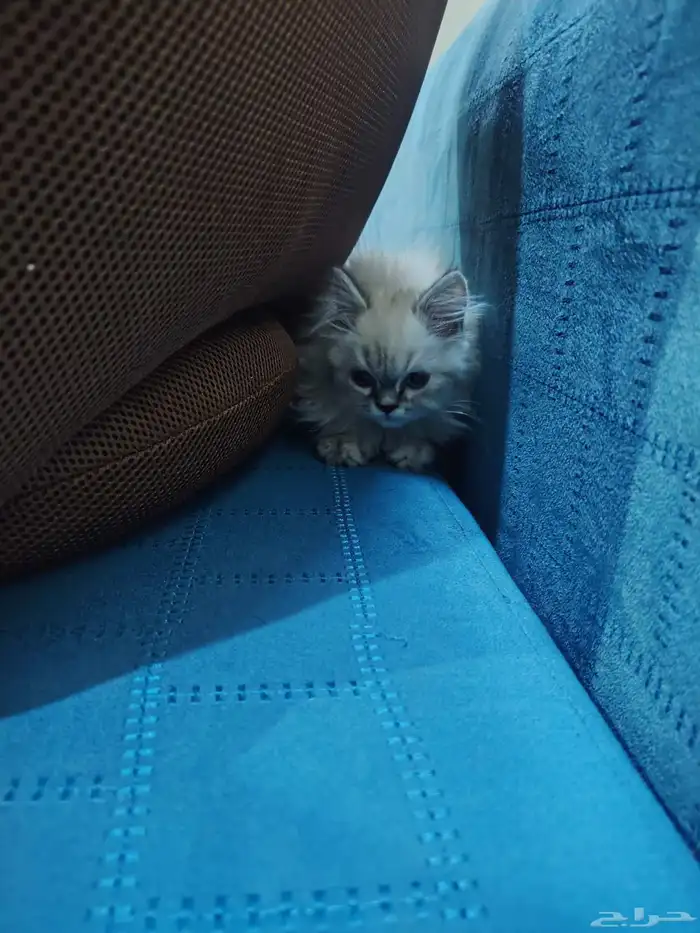 قطة هملايا 1