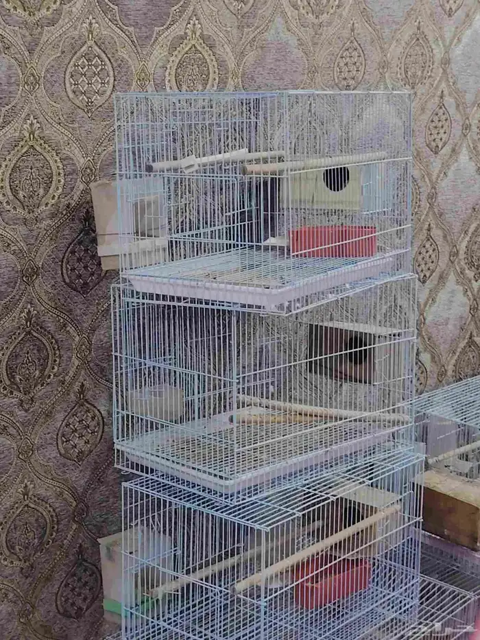 اقفاص حجم 600 للبيع مستعمله ونظيفه مره العدد 20 قفص 2