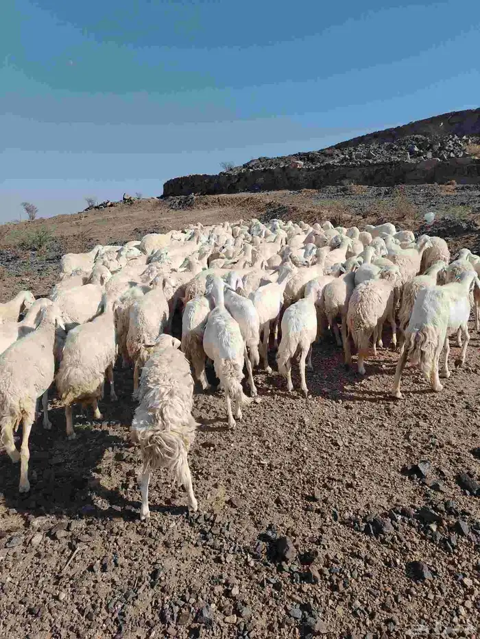 الغنم حريات طيب مرح واحد الغنم حرش 7