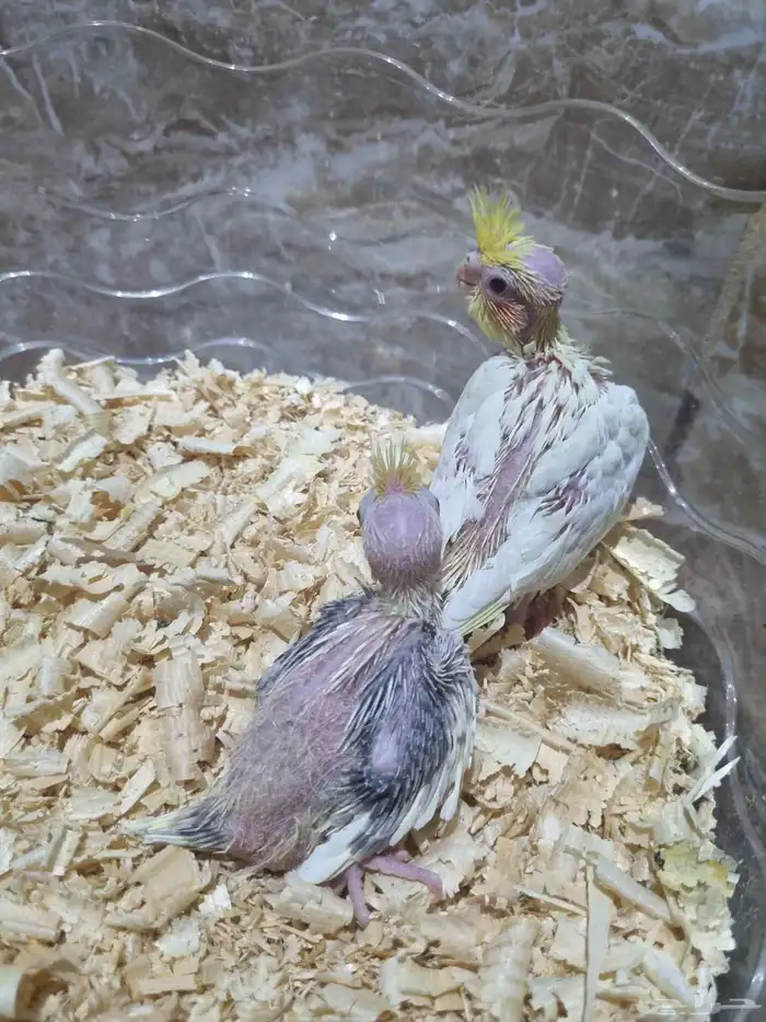 فرخين كروان 5