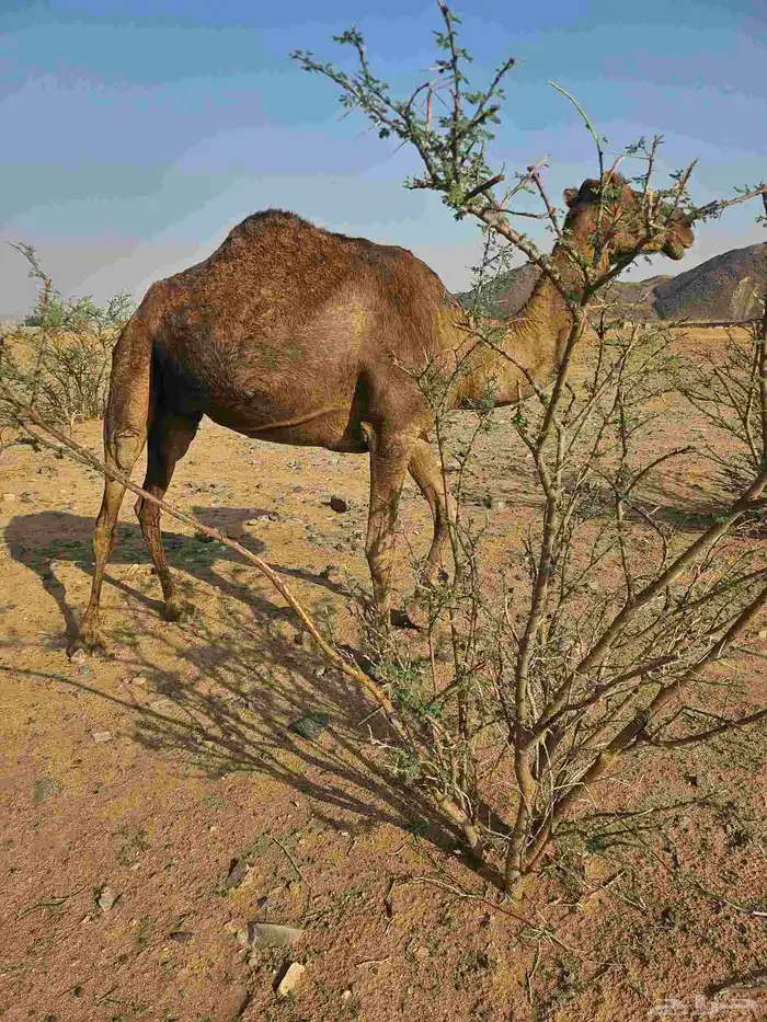 ناقتين لقح مشروطه من جميع العيوب 2