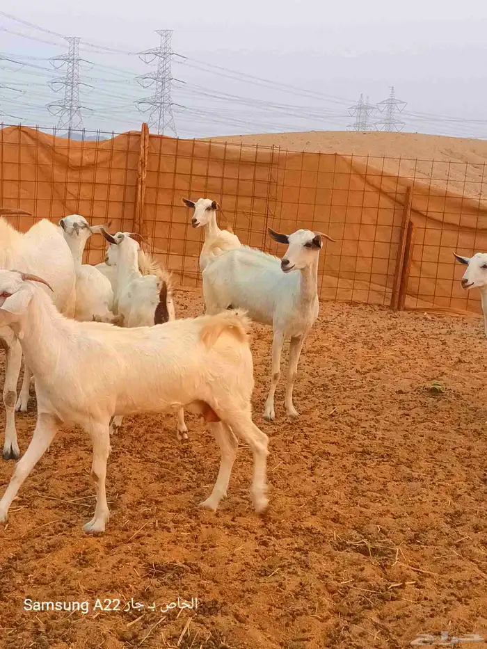 معزاء بيشيات 0