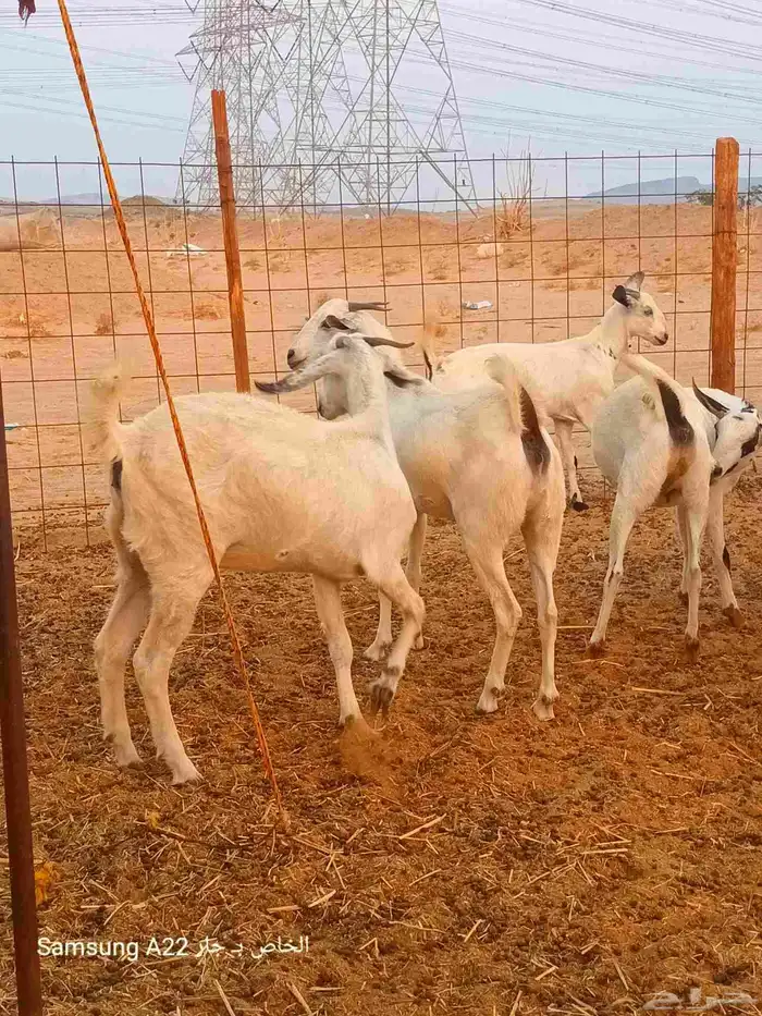 معزاء بيشيات 6