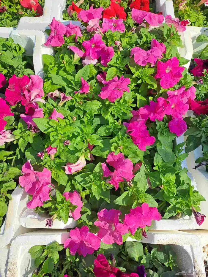 زهور وورود طبيعيه 4