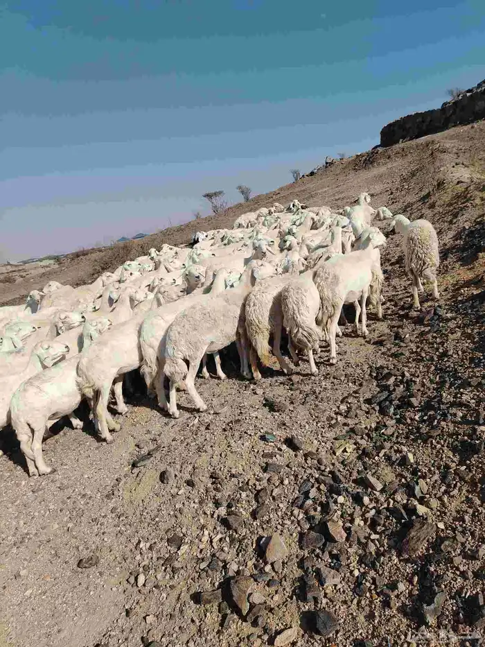 الغنم حريات طيب مرح واحد الغنم حرش 4