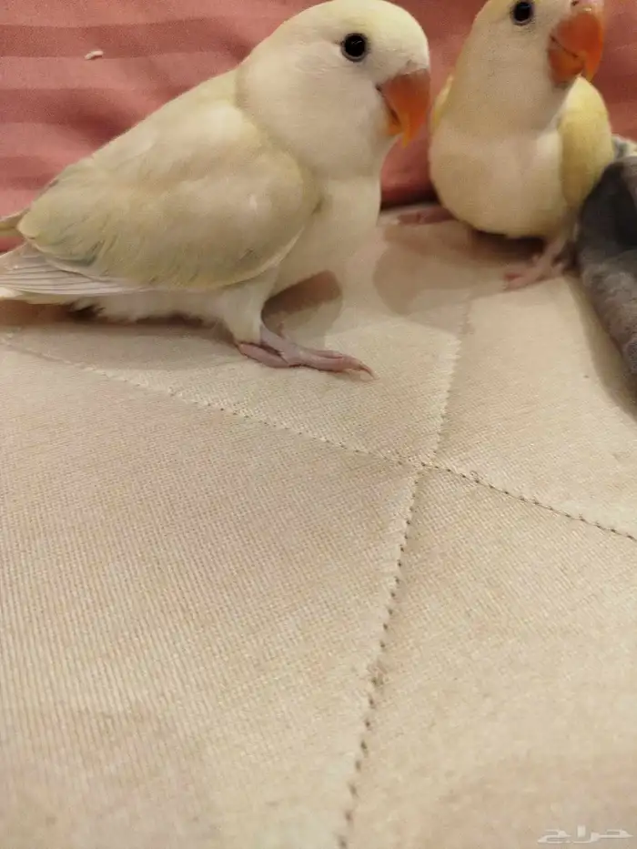 فروخ روز طفرات جميله ماشاء الله تبارك الله للبيع 1