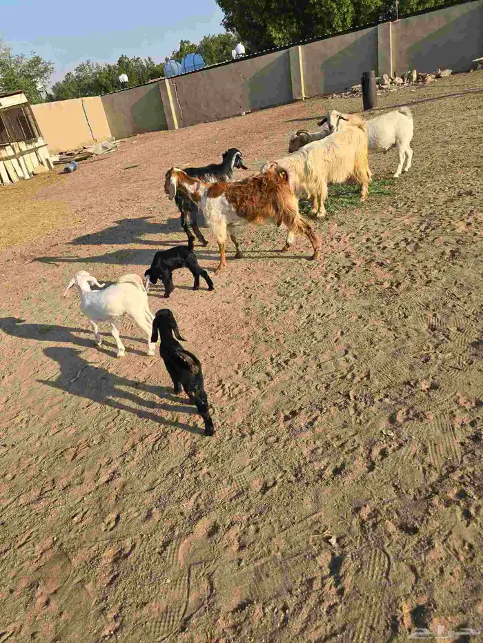 غنم معزا مصرية يتبعها بهم 7